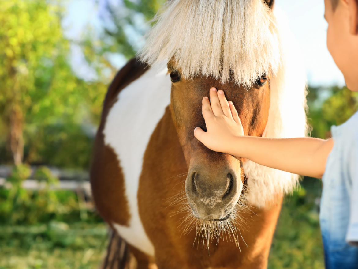 NATURE O GALOP