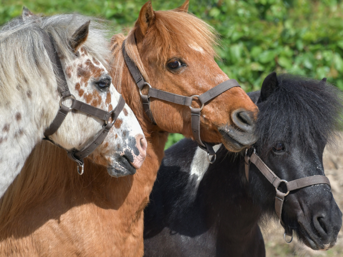 poneys