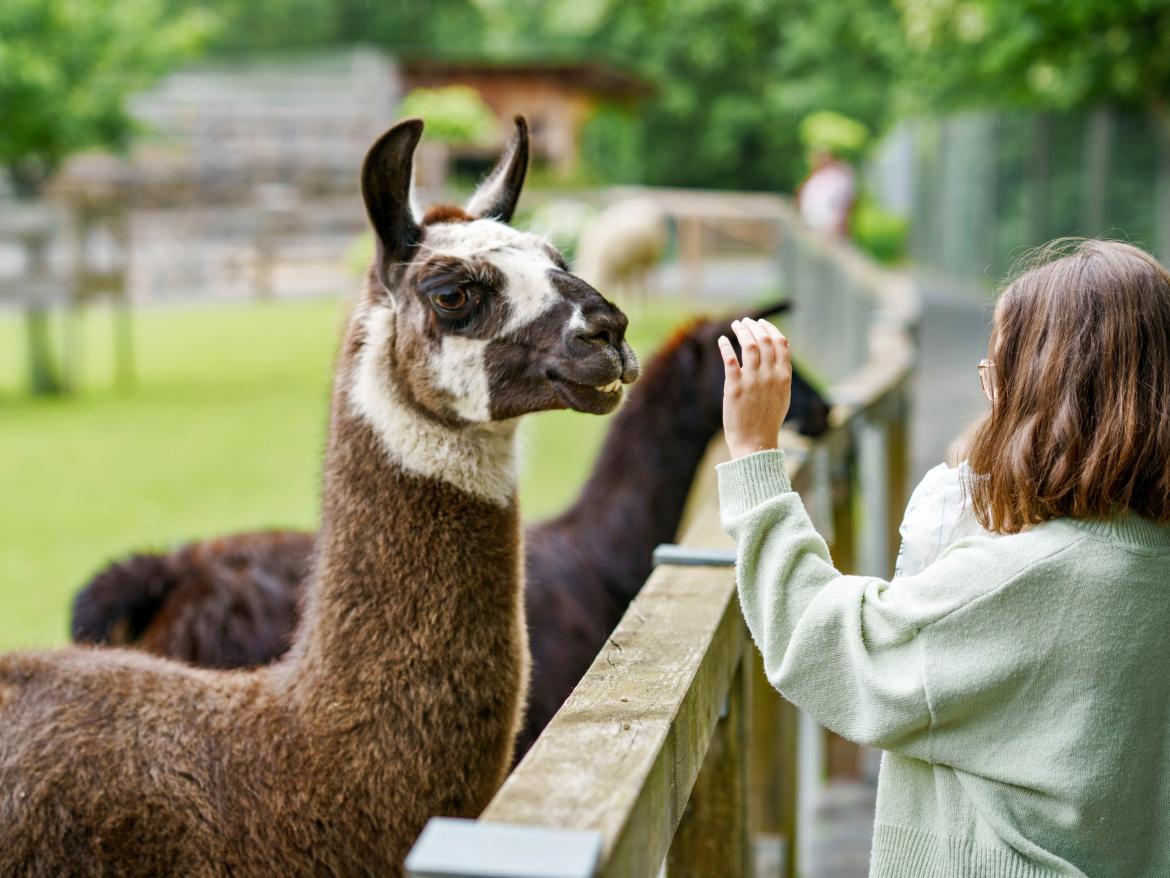 enfant ave un lama