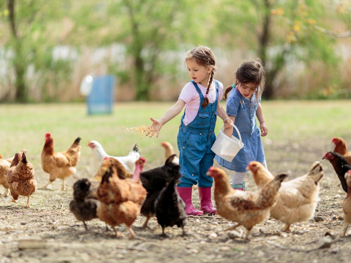deux enfants donnant à manger à des poules dans un champ