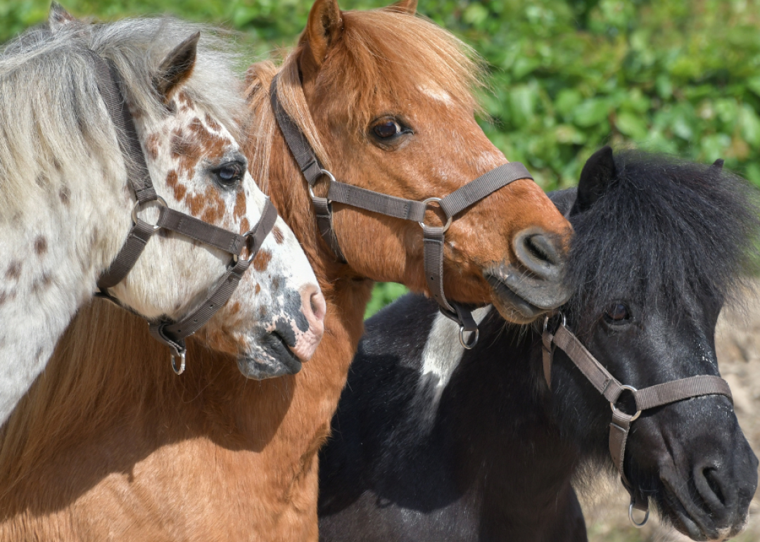 poneys