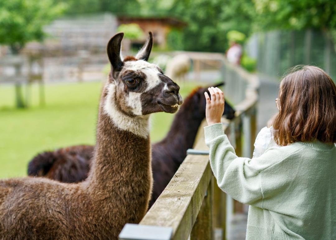 enfant ave un lama