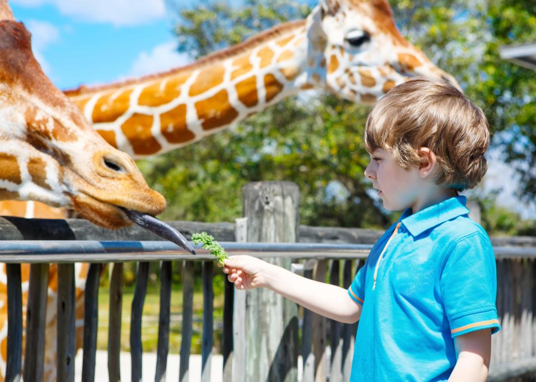 enfant donnant a manger à une girafe